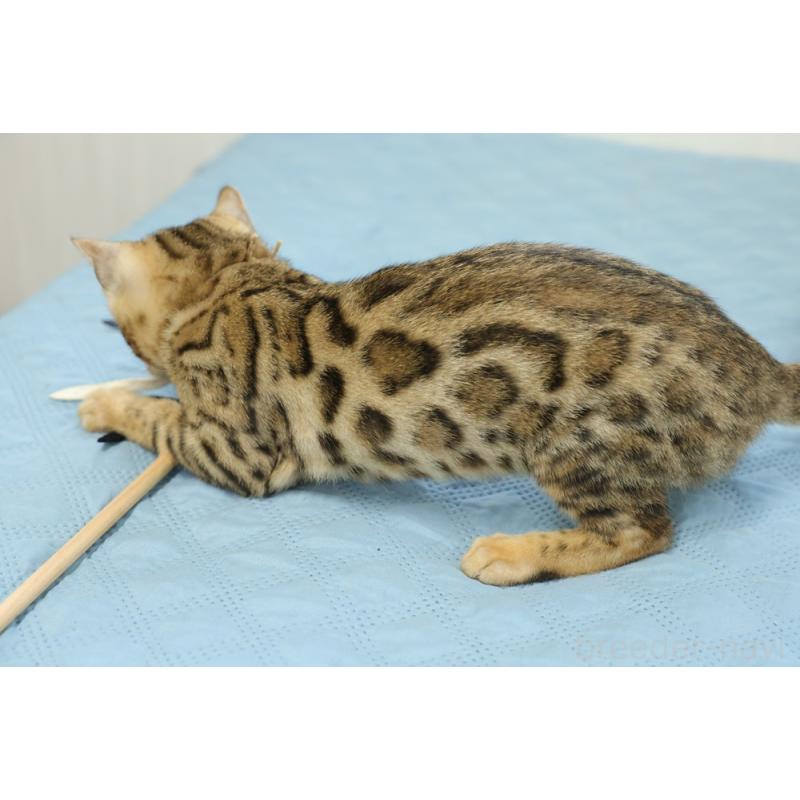 商談中の大阪府のベンガル-120248の3枚目